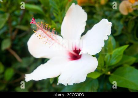 Große weiße Habicus Blume und Blütenblätter mit grünen Blättern und Weißer Zaun Stockfoto