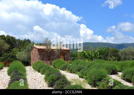 Schuppen in Lavendel nicht in Blüte in der Provence Stockfoto
