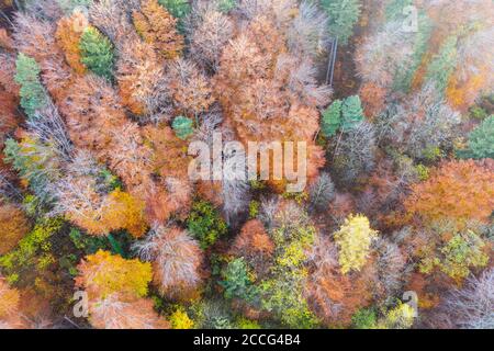Herbstmischwald, bei Berg-Allmannshausen, Funfseenland, Luftaufnahme, Oberbayern, Bayern, Deutschland Stockfoto