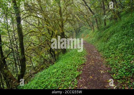 Waldweg im Nebelwald bei El Cedro, Nationalpark Garajonay, La Gomera, Kanarische Inseln, Spanien Stockfoto