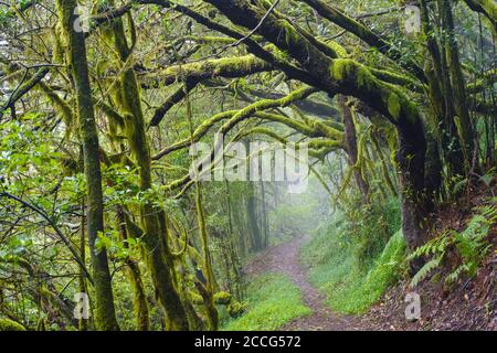 Waldweg im Nebelwald bei El Cedro, Nationalpark Garajonay, La Gomera, Kanarische Inseln, Spanien Stockfoto