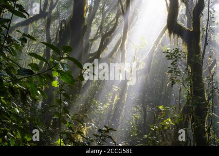 Moosige Bäume im Nebelwald, Garajonay Nationalpark, La Gomera, Kanarische Inseln, Spanien Stockfoto