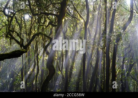 Moosige Bäume im Nebelwald, Garajonay Nationalpark, La Gomera, Kanarische Inseln, Spanien Stockfoto