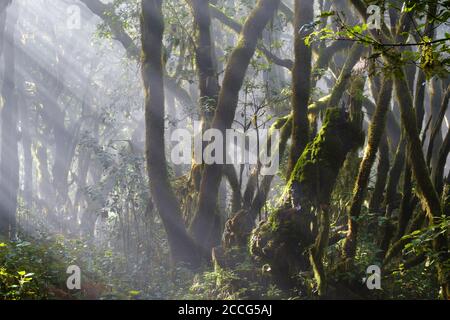 Moosige Bäume im Nebelwald, Garajonay Nationalpark, La Gomera, Kanarische Inseln, Spanien Stockfoto