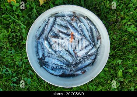 Nahaufnahme einer Schüssel voller gesalzenem Fisch ( Vendace , Coregonus albula ) , Finnland Stockfoto