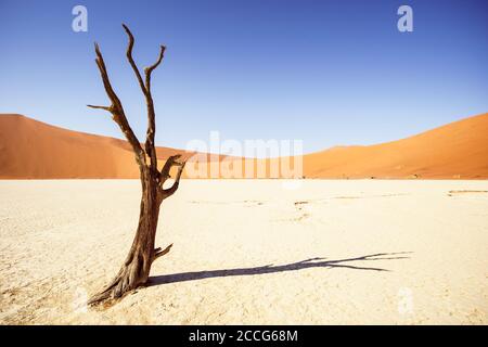 Dead Kamel Thorn Tree in Deadvlei Stockfoto