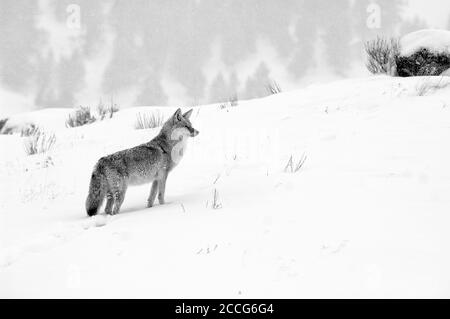 Coyote (Canis latrans) im Winter, Yellowstone Stockfoto