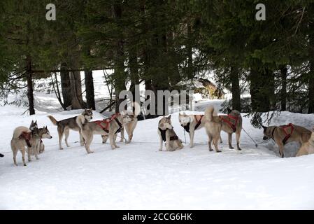 Siberian Husky (Canis familiaris), Rest, Frankreich Stockfoto