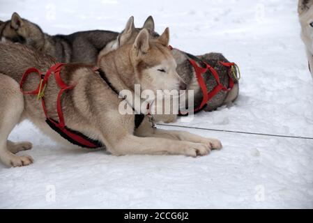 Sibirische Husky (Canis familiaris), Ruhe, schläfrig, Frankreich Stockfoto