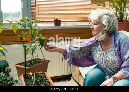 70 Jahre alte ältere Frau zu Hause bleiben und Pflege Pflanzen in Corona Tage. Stockfoto