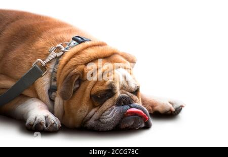 Traurige alte britische Bulldogge liegt mit einer hängenden Zunge. Isoliert auf weißem Hintergrund. Stockfoto