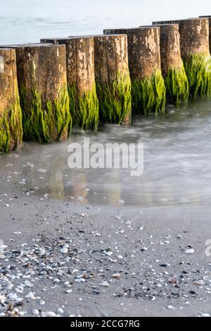 Wellenbrecher auf der Insel Hiddensee Stockfoto