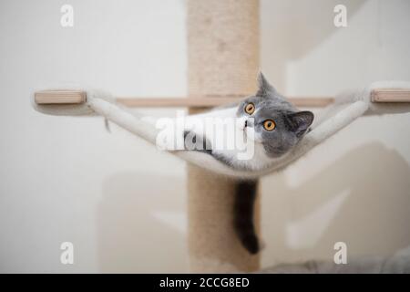 Junge britische Kurzhaarkatze, die auf der Hängematte des Kratzpfostens ruht Stockfoto