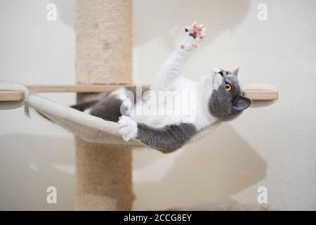Junge blaue weiße britische Kurzhaarkatze spielt auf Kratzpfosten Stockfoto