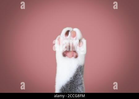 Nahaufnahme einer Katzenpfote mit verschiedenfarbigen Zehenbohnen mit Kopierraum Stockfoto