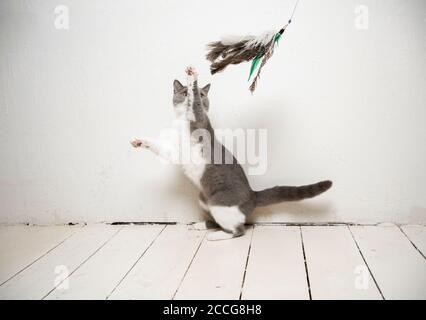 Junge verspielte britische Kurzhaarkatze spielt mit Feder Spielzeug in Vorderseite der weißen Wand mit Kopierplatz Stockfoto