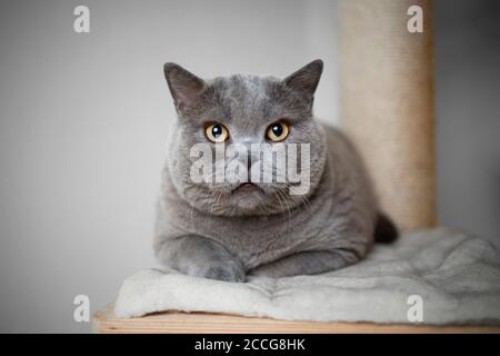 Große blaue britische Kurzhaarkatze ruht auf Kratzen Pfosten suchen Bei der Kamera Stockfoto