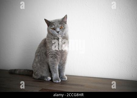 britische Kurzhaarkatze sitzt auf Holzschublade vor Weiße Wand mit Platz für Kopien bei der Betrachtung der Kamera Stockfoto