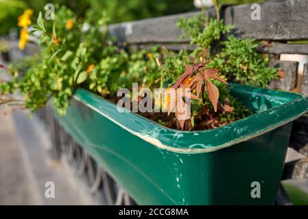 Braune palmatengelappte Blätter von Ipomoea batatas in grünem Straßenblumentopf Stockfoto