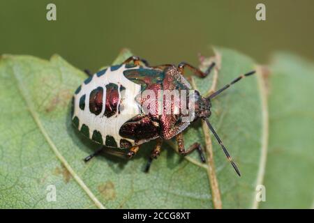 Bronze Shieldbug - Troilus luridus Nymphe endgültige Instar Creme Form Stockfoto