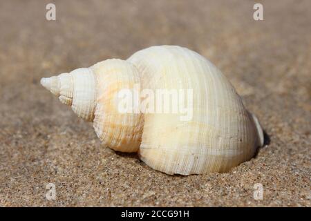 Gemeinsamen Wellhornschnecke Buccinum undatum Stockfoto