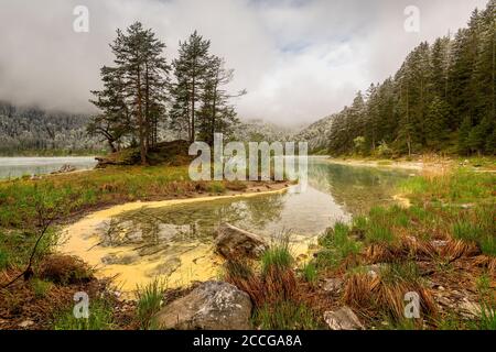 Quelle am Eibsee unterhalb der Zugspitze. Gelbe Pollen treiben im Wasser und färben es gelb, im Hintergrund eine kleine Halbinsel mit Bäumen, die o Stockfoto