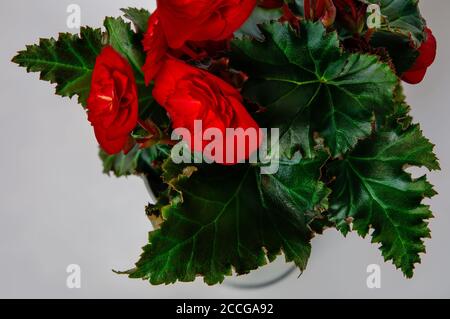 Rote Begonia-Blumen, großes Makro aus bunten Blütenblättern und Blättern, Draufsicht auf hellem Hintergrund Stockfoto