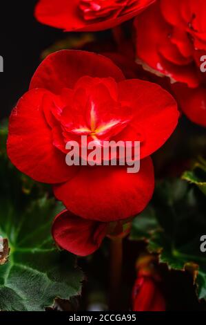 Chrysantheme indicum, close-up rote Blumen, großes Makro von bunten Blütenblättern Stockfoto