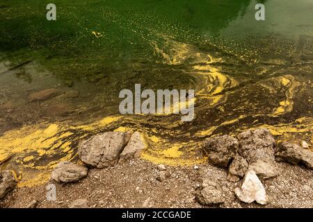 Pollen am Ufer des Eibsee bei der Zugspitze im Wettersteingebirge färben das Wasser gelb. Eine einzige Ente drake schwimmt quer, während larg Stockfoto