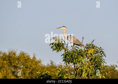Graureiher (Ardea cinerea) auf einem Baumwipfel Stockfoto
