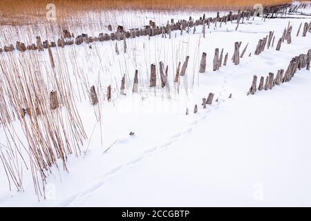 Holzbretter aus einer alten Fischfarm am Zwergern Halbinsel am Walchensee mit Fuchsspuren im Schnee Stockfoto