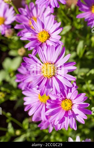 Aster frikartii 'Floras Delight' Gänseblümchen Blumen Stockfoto