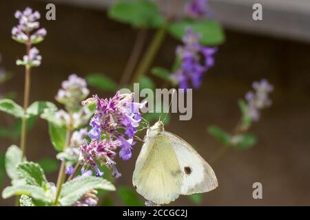 Pieris rapae, kleiner weißer Schmetterling, 'Kohlweiß', der im Sommer in Großbritannien auf nepeta grandiflora-Blüten ernährt Stockfoto