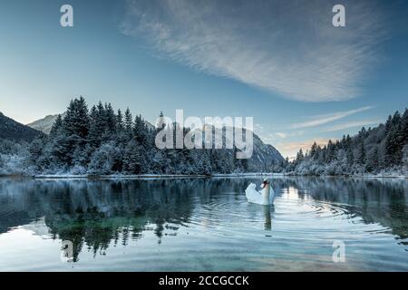 Ein stummer Schwan am Krün-Stausee am frühen Morgen im Winter. Im Hintergrund schneebedeckte Bäume und das schneebedeckte Karwendelgebirge Stockfoto