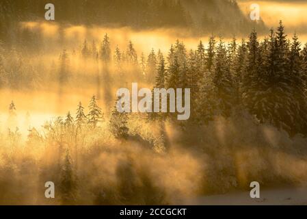 Winterstimmung im Schnee und hintergrundbeleuchtete Abendstimmung auf der Unteren Isar bei Wallgau. Fichten stehen in einem kleinen Wald im Tal in der Nähe der Soiern grou Stockfoto