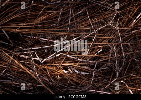 Getrocknete Gräser und Schilf in einem kleinen Moor im frühen Frühjahr bilden manchmal bizarre Formen und Strukturen. Stockfoto