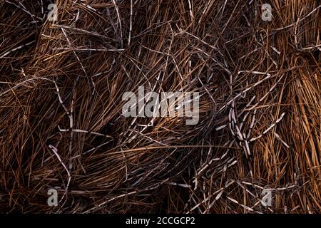 Getrocknete Schilf- und Gräser am Ufer eines kleinen Moorsees bilden im Frühjahr bizarre Muster und Strukturen. Stockfoto