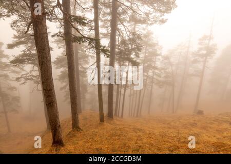 Rücklicht im Nebel unter dem Herzogstand im Wald. Kiefern stehen nebeneinander auf gelb-braunem Boden am Hang Stockfoto