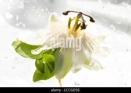 Stillleben / Konzept / natürliche Elemente / Natur / Gesundheit & Schönheit / Bildende Kunst - nasse Passiflora caerulea / Passionflower Auf weißem Hintergrund Stockfoto