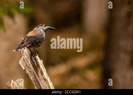 Tannenzaien im Wald Stockfoto