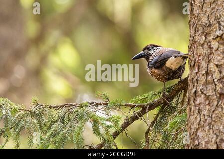 Tannenzaien im Wald Stockfoto