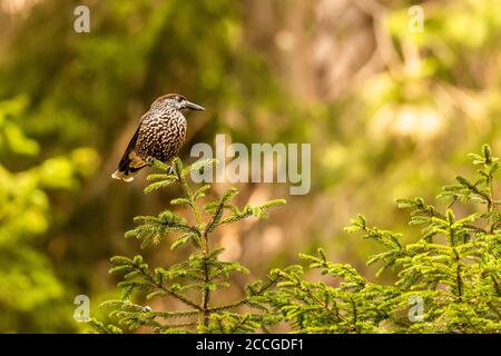 Tannenzaien im Wald Stockfoto