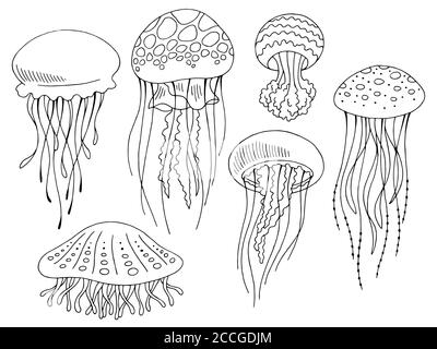 Quallen Grafik Set schwarz weiß isoliert Skizze Illustration Vektor Stock Vektor