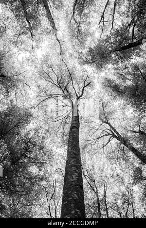 Graustufen-Low-Angle-Aufnahme aus einem Wald Stockfoto