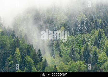 Frühling im Mischwald Stockfoto