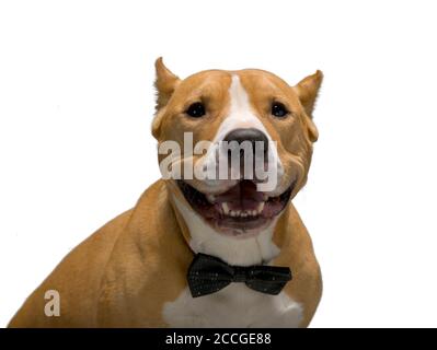 Staffordshire Terrier in einer Fliege lächelt, Blick auf den Betrachter, isoliert, weißer Hintergrund Stockfoto