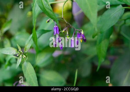 Natürlicher grüner Hintergrund mit holzigen Nachtschatten lila Blüten Solanum dulcamara. Stockfoto