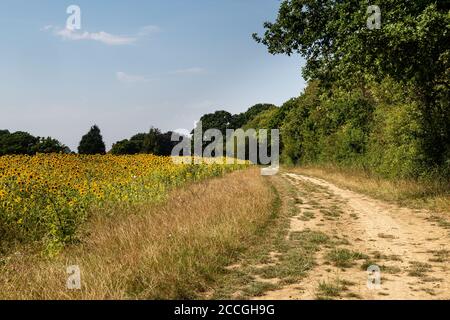 Ein Pfad, der an einem sonnigen Sommertag an einem Sonnenblumenfeld entlang führt Stockfoto