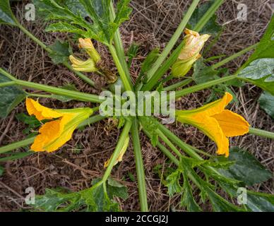 Draufsicht auf eine blühende Zucchini oder Courgette - Cucurbita pepo, mit runder Frucht, die in einem Mulchbett wächst. Stockfoto
