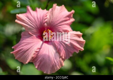 Hibiskus aus Hawaii. Hibiscus ist eine Gattung von blühenden Pflanzen in der Malvenfamilie, Malvaceae Stockfoto